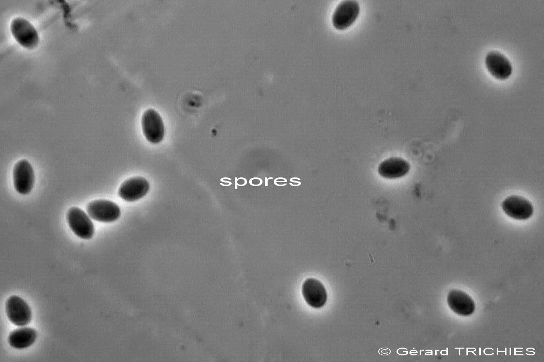 ForseSteccherinum straminellum-f3409(Steccherinum ochraceum)